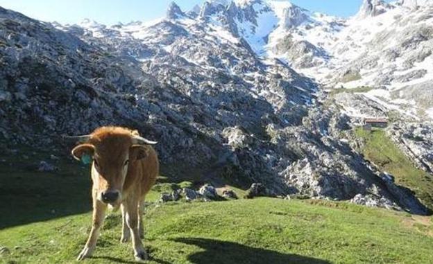 Asaja denuncia que la Junta considera a Sajambre como zona de baja montaña y recibe menos ayudas