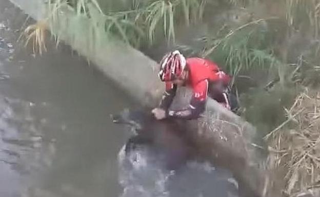 Un ciclista salva a un jabalí arrastrado por la corriente