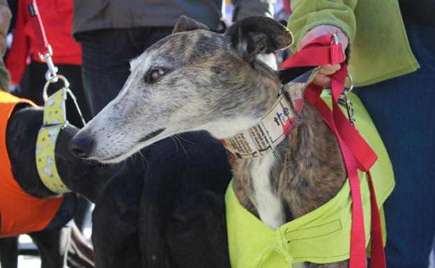 León ‘planta cara’ a la 'cacería' de los perros de caza