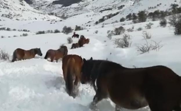 Los caballos 'abren camino' en mitad de la nieve