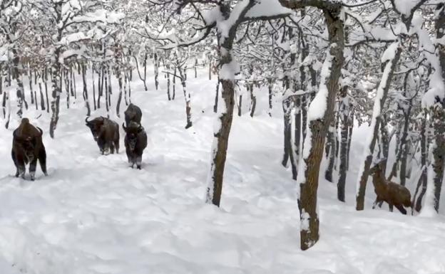 Los animales del Museo de la Fauna Salvaje disfrutan de la nieve