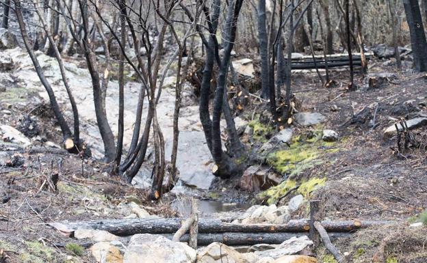 La restauración de La Cabrera tras los devastadores incendios supondrá una inversión de tres millones de euros