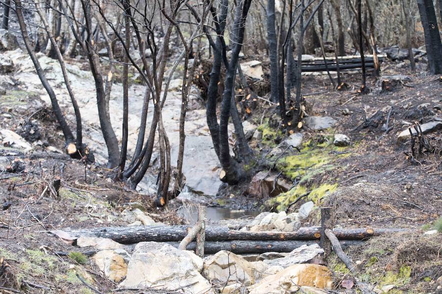 Actuaciones realizadas tras el fuego en La Cabrera