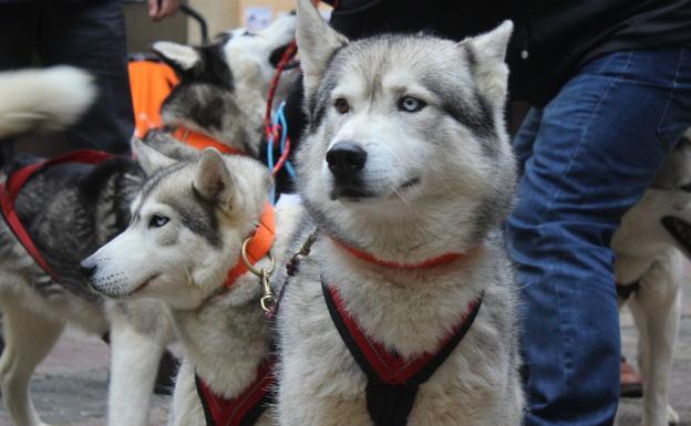 Vegarada acoge a 50 participantes y más de 100 perros en el Campeonato Autonómico de mushing