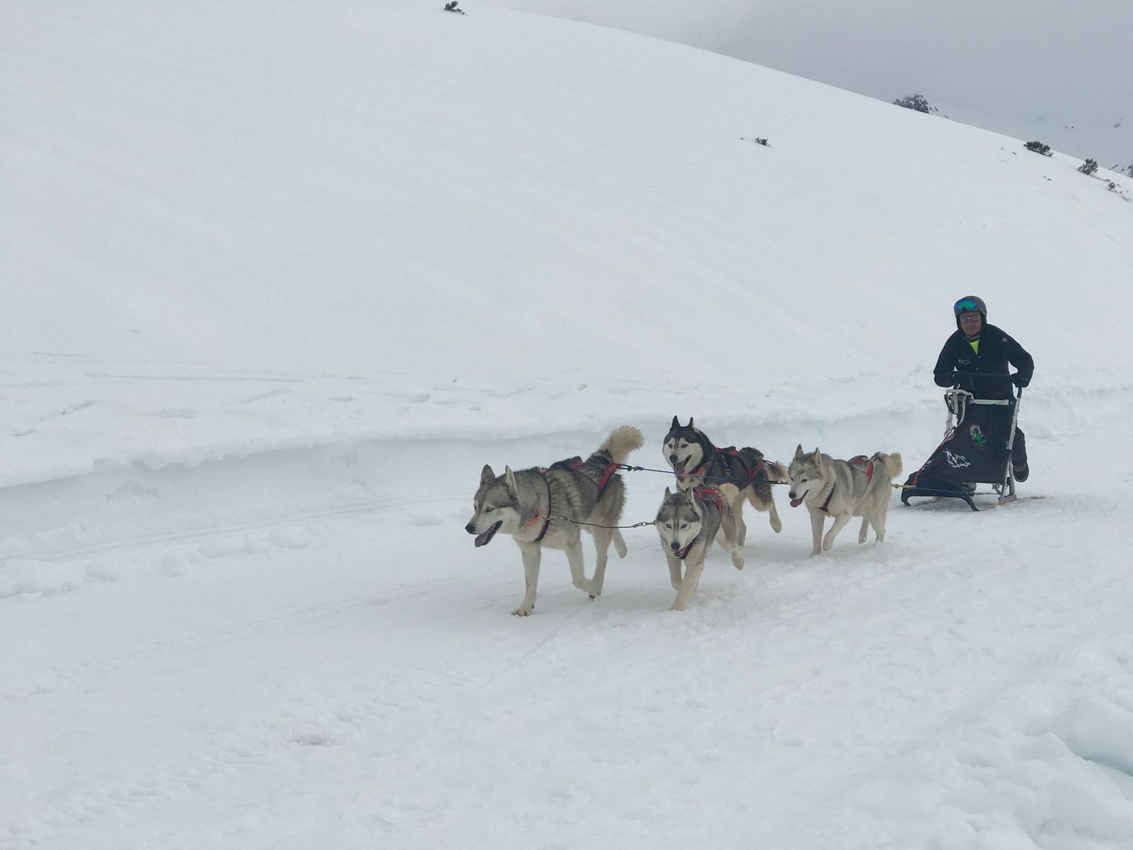 Vegarada, capital autonómica del mushing