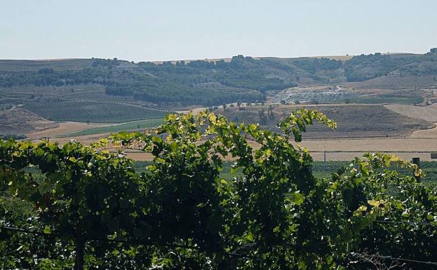 Cuatro bodegas de Castilla y León, entre las diez con diversidad biológica extraordinaria en España en 2017