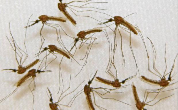 Estudian cómo enfermó de malaria una bebé de Móstoles