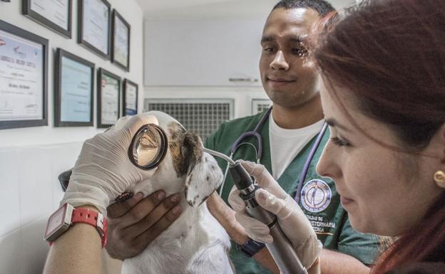 Últimos días de matrícula para tres cursos de ámbito veterinario de Fegulem e Indegsal
