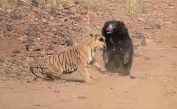 Brutal pelea entre un tigre y una osa que intentaba defender a su cría
