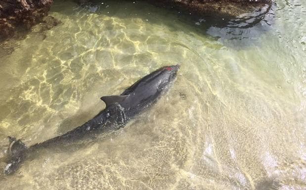 Fallece un delfín varado en la playa de La Paloma, en Asturias