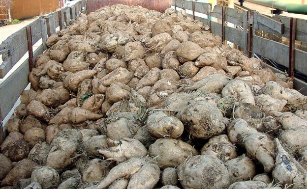 UGT Azucarera transmite a la Consejería y a UPA su «preocupación» por el traslado de remolacha de La Bañeza a Acor