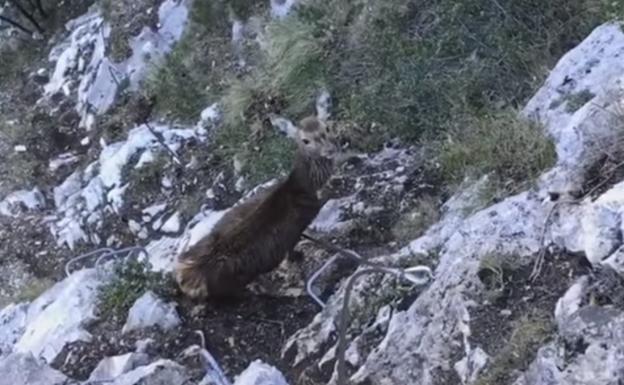 Un peculiar montañero en la vía ferrata de Valdeón