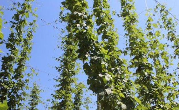 La Diputación destinará 11.000 euros al impulso de un proyecto de dinamización turística en el Órbigo basado en el lúpulo