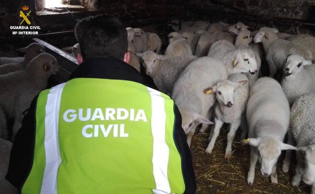 La Guardia Civil detiene a dos ganaderos por la recepción de los corderos robados en Cuadros