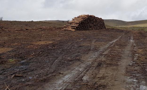 La CHD repoblará con 113.000 ejemplares el arbolado de la zona aledaña al embalse de Villameca