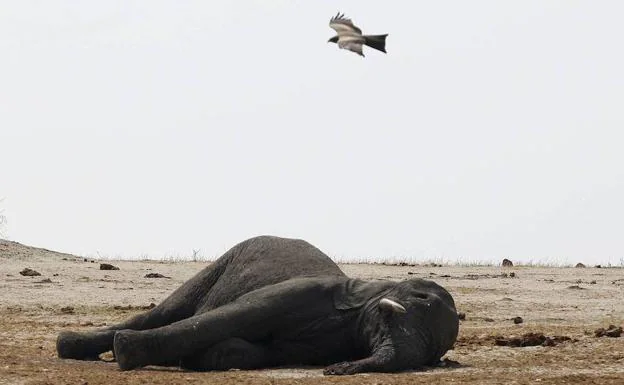 Gacelas, antílopes y elefantes del Sáhara, en peligro de extinción por el aumento de conflictos armados