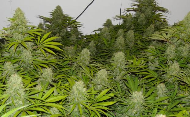 La Policía Nacional detiene al presunto responsable del cultivo de marihuana en una instalación indoor de Armunia