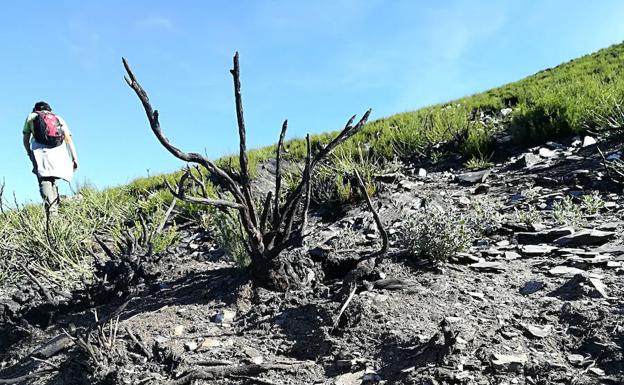 Jóvenes investigadores contra el fuego