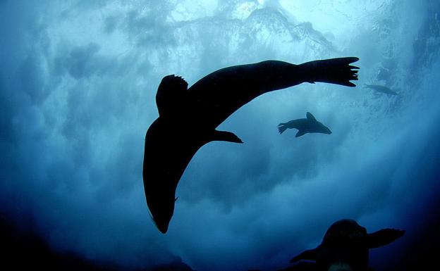 Las olas de calor marinas se han incrementado un 50 % en un siglo