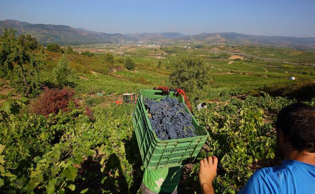 La DO Bierzo acude a Alimentaria, su quinto destino promocional este año