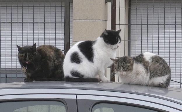 León 'pasará revista' a los más de 500 gatos callejeros que nutren las 45 colonias de la capital