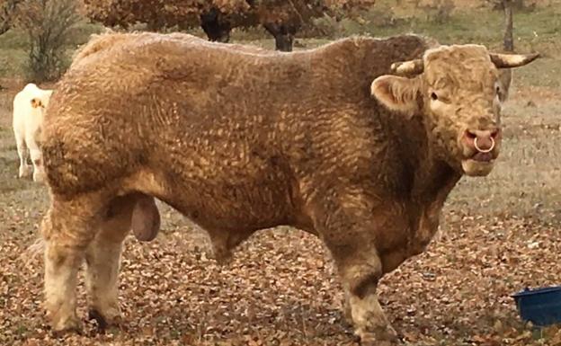 Los genes del toro semental 'Hortensia' viajan a México