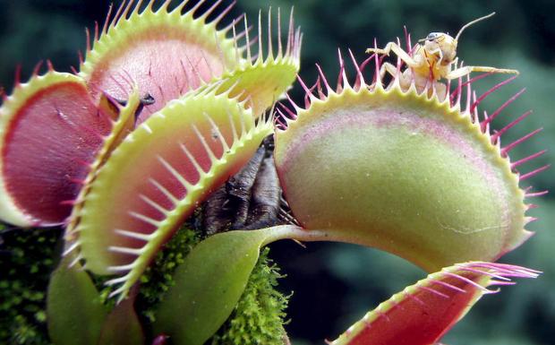 La clonación de plantas, un contraataque a la extinción de las especies