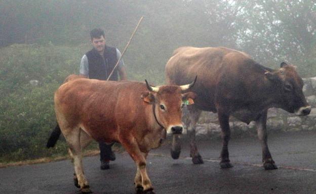 La falta de pastos y el lobo convierten a León en el mejor refugio de los ganaderos asturianos