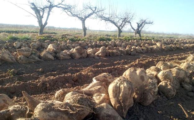 Azucarera reabre su fábrica de La Bañeza