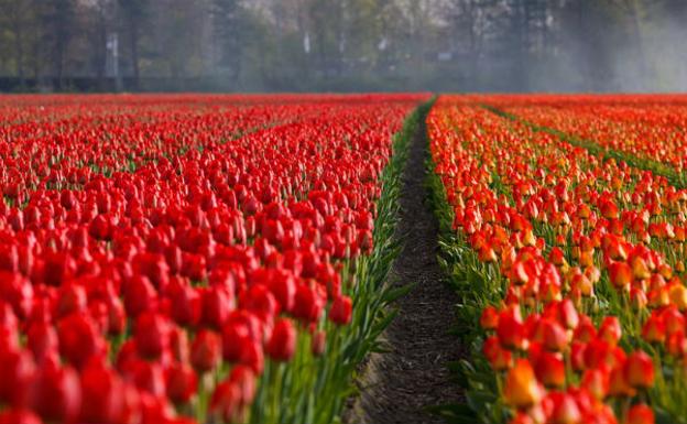 Holanda y sus flores, los mejores sitios para contemplarlas