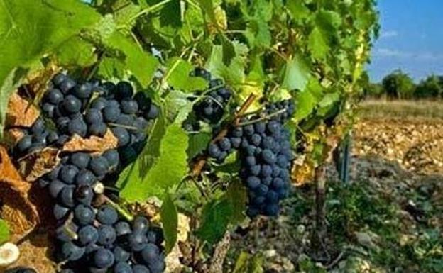 La DO Tierra de León une arquitectura y vino en su última iniciativa