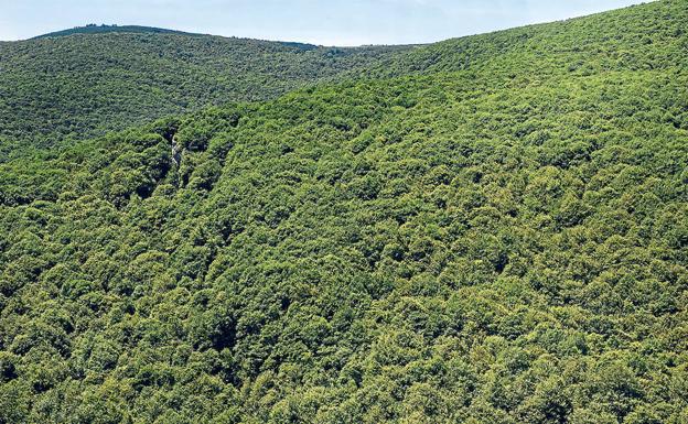 Cinco bosques con capacidades curativas en Castilla y León