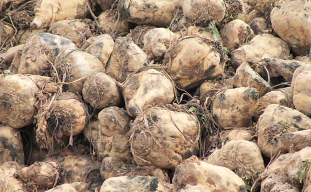 Sólo el Órbigo se salva del retraso en la remolacha mientras Payuelos y el Páramo aún no pueden entrar en las tierras