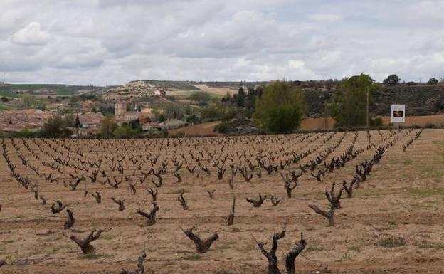 Ribera espera con incertidumbre la bajada de temperaturas con riesgo de alcanzar cotas negativas