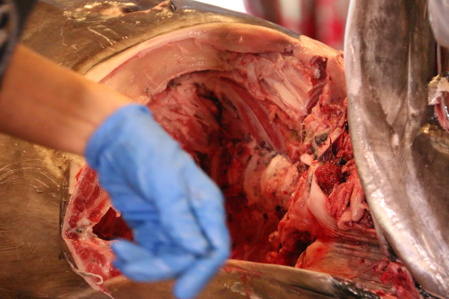 Ronqueo del atún rojo