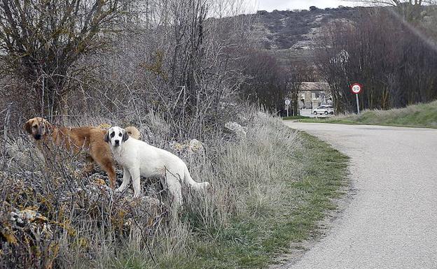 26 perros a la fuga provocan la suspensión del Campeonato de Castilla y León de Duatlón