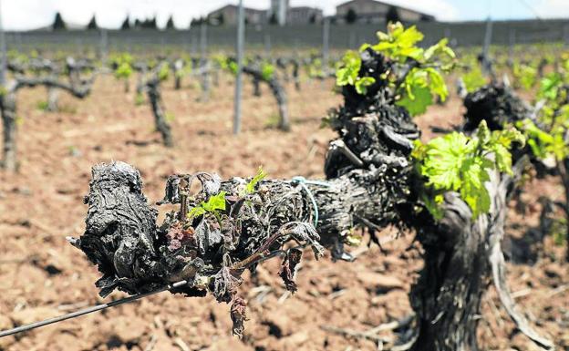 Las heladas dañan el brote de la uva en el sur de la Ribera de Duero y el agua afecta a Rueda