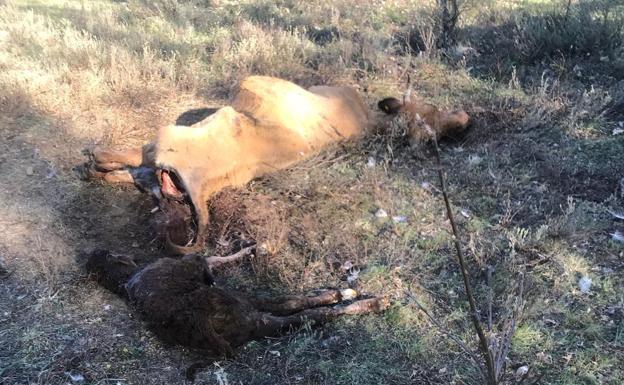 Una manada de 25 buitres mata a una vaca y a un ternero en Garrafe de Torío