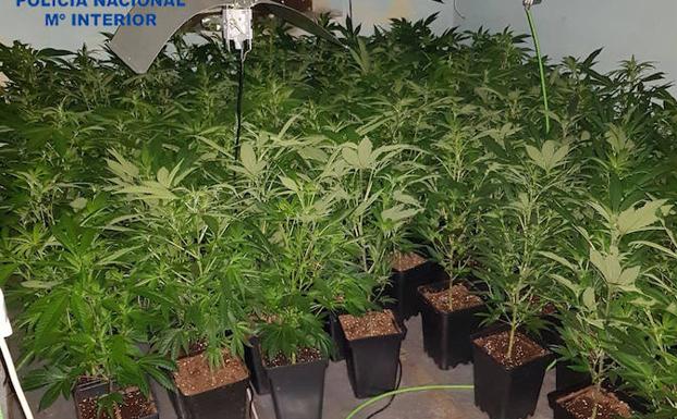 Dos detenidos en San Andrés por cultivo de marihuana y usurpación de un inmueble deshabitado