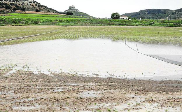 El campo recibe con satisfacción las lluvias sobre todo en el secano y en los pastos