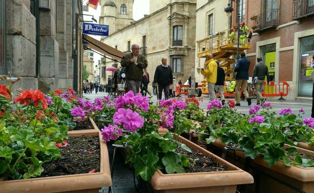 Una Ancha florida y hermosa