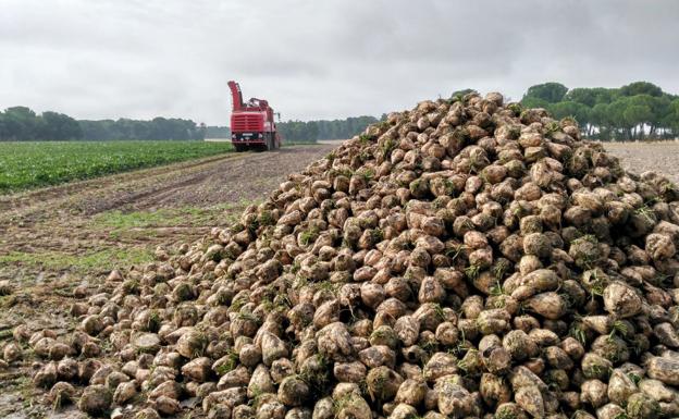 Azucarera finaliza la campaña en la zona norte con 544.841 toneladas molturadas en La Bañeza