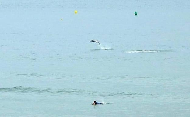 Espectáculo de delfines en San Lorenzo