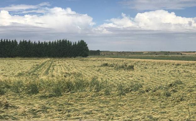 Las lluvias y el granizo «destruyen» el campo leonés que se enfrenta a un nuevo año «catastrófico»