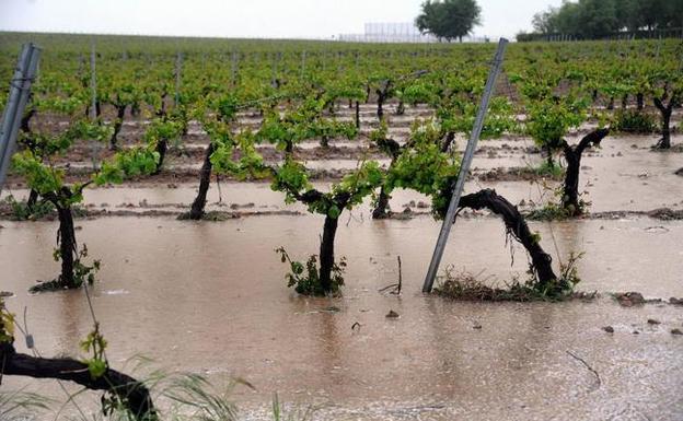 Los enólogos de Ribera defienden el buen estado del viñedo y alertan de un verano difícil