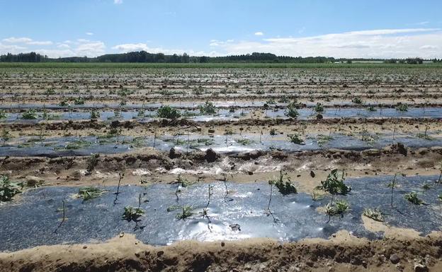 El Ayuntamiento de Fresno de la Vega pide la declaración de zona catastrófica por la tormenta que el 29 de junio arrasó los cultivos