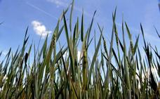 El aumento de cereales en los regadíos y las lluvias provocan una menor demanda de agua
