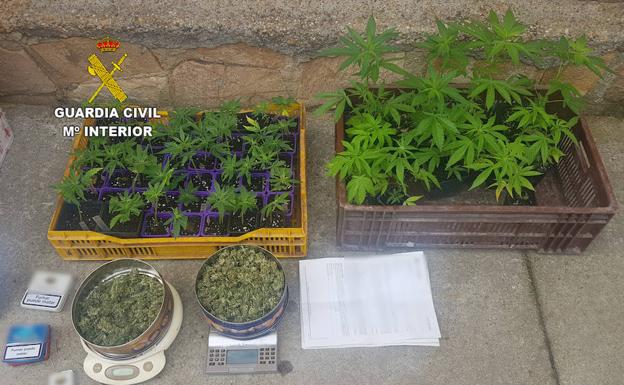 La Guardia Civil detiene a un varón de 58 años y desmantela un punto de venta de marihuana en Villadangos del Páramo