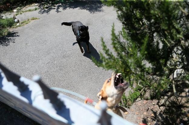 Fallece un hombre de 87 años tras ser atacado por los seis perros de un vecino en Siero