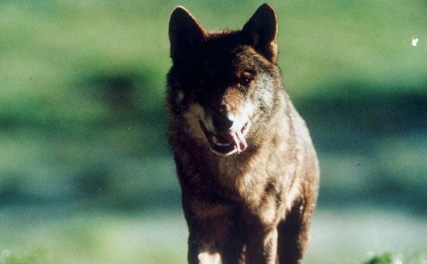 El Tribunal Superior de Justicia de Castilla y León mantiene cautelarmente la paralización de la caza del lobo